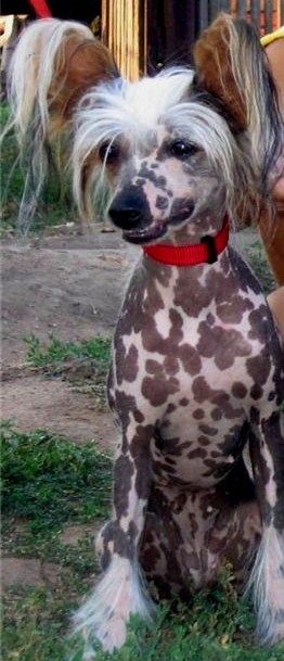 Motilda iz Domika Azalii