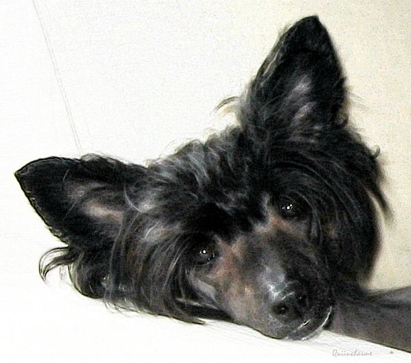 Quiincharme's Horse Of Secret Smoke