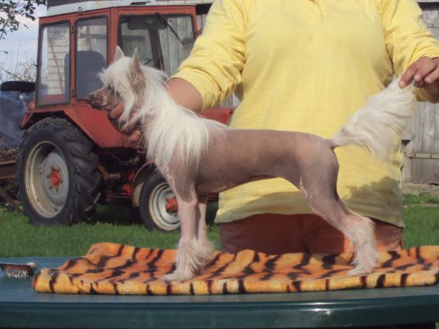 Valaquenta Light of Shin-Ra