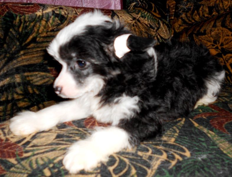 Korol'  Lesnih  Nimf