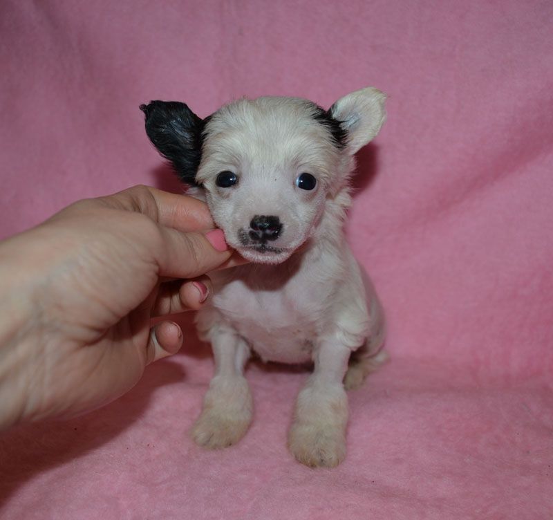 Vellar Pljus Gael Bernar