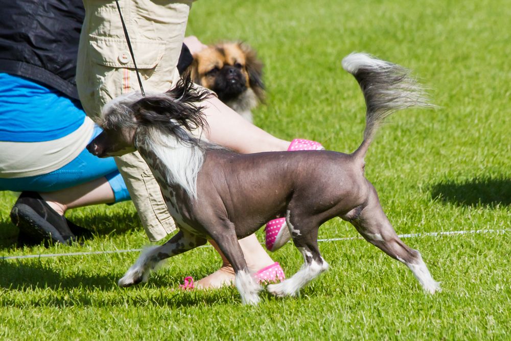 Bemu's A Loverboy to Oz