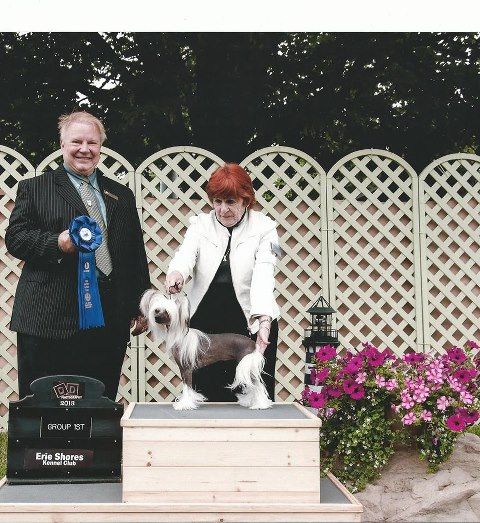 Am GrCh/ Can GrCh Colliwood's Echoes The Clouds AO