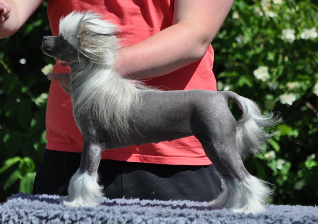 Speechless Dancing On The Edge