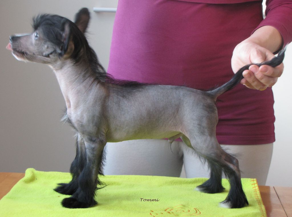 Kiikunkaakun Näytteet päässä