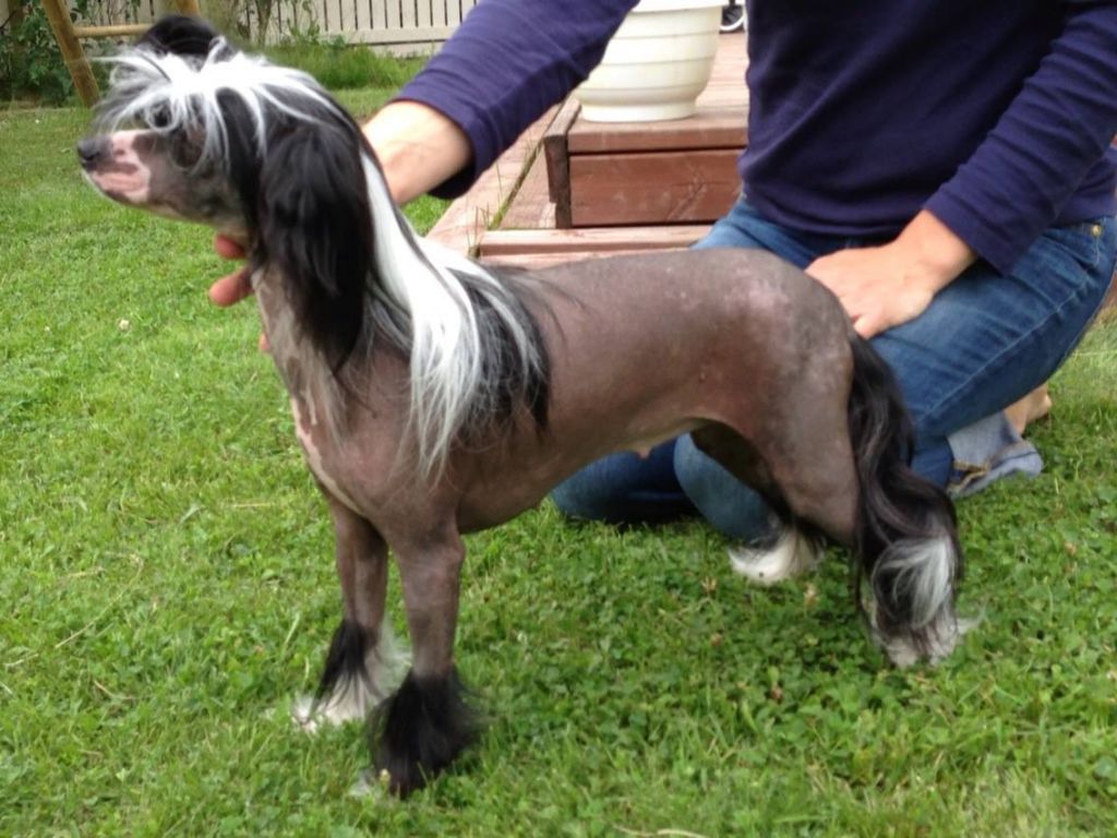 Kiikunkaakun Naama kireenä