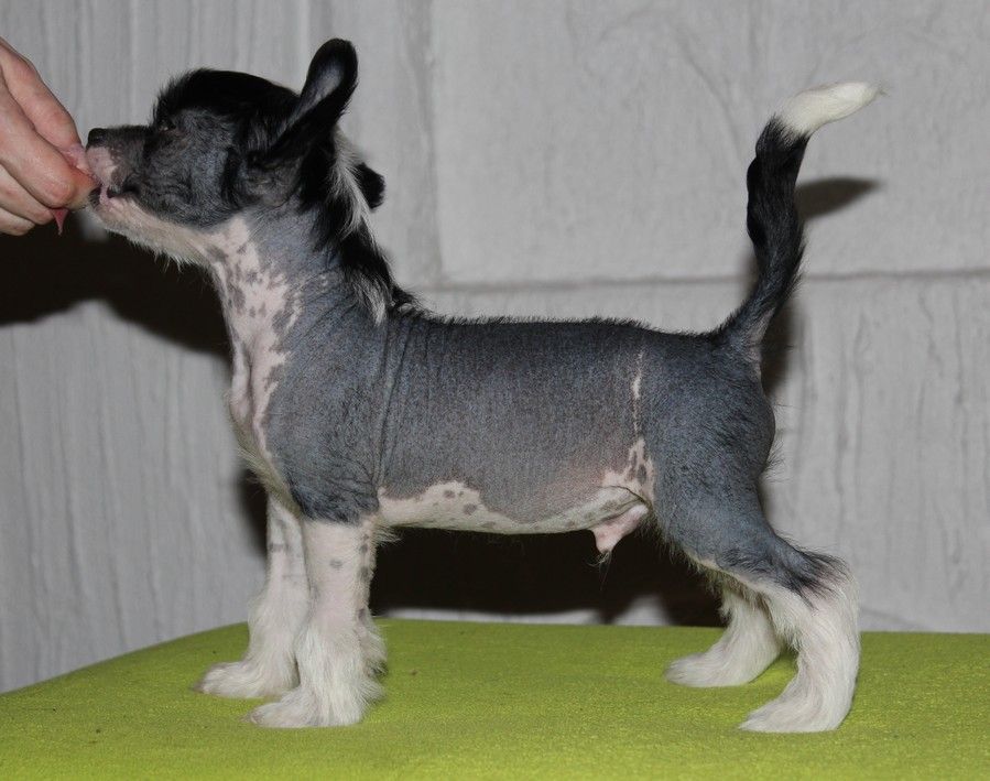 Kiikunkaakun Näytä dorkalle pala