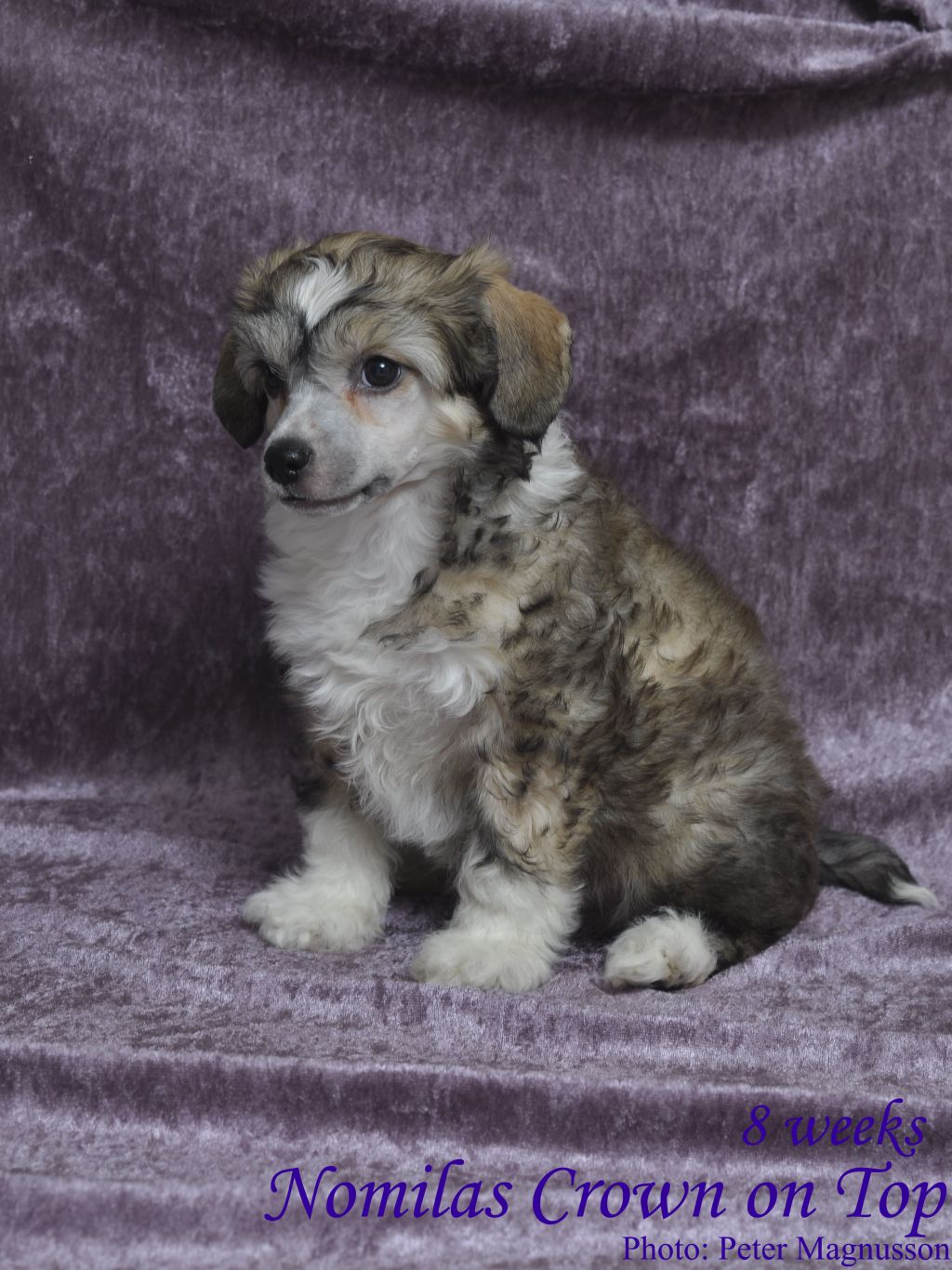 Nomilas Crown On Top