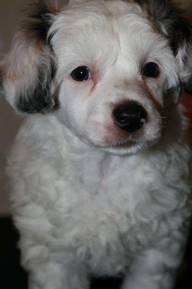 Chattanooga's Oksat Pois