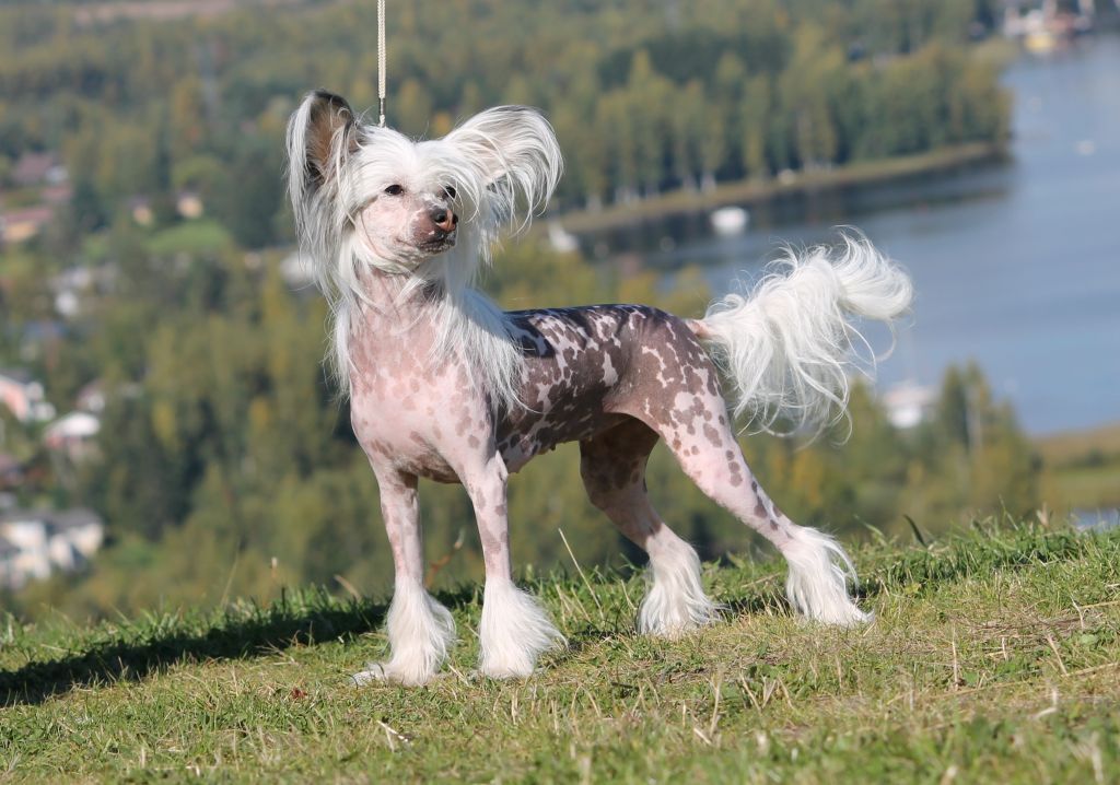 Chattanooga's Oikotie Onneen