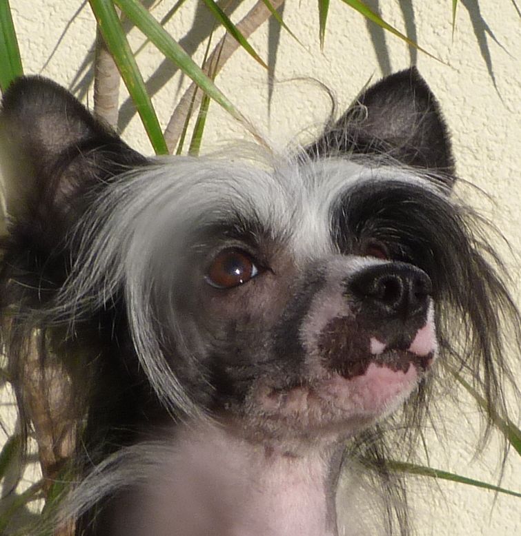 Ch. Yunao's Isabel Ika Isany