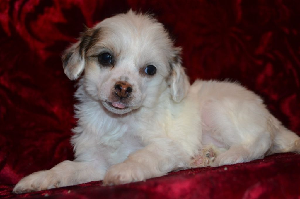 Hohlatiy glamour Gardini Gella