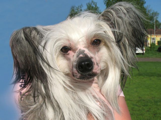 Hohlatiy glamour Bella Winner