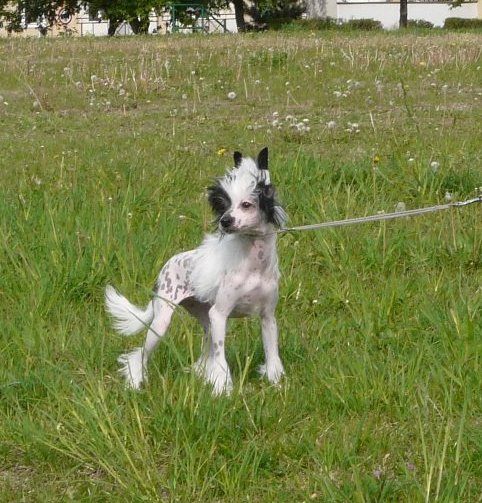 Vera Wang Piaulau-Gou