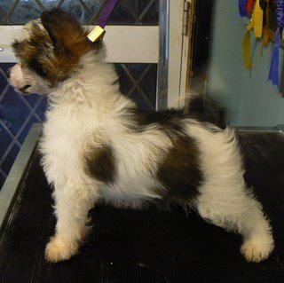 Reznor Boudoir Banshee from Doucai