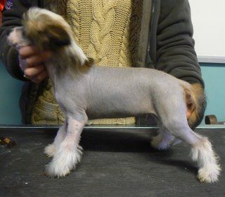 Reznor Trev's In Vito from Doucai