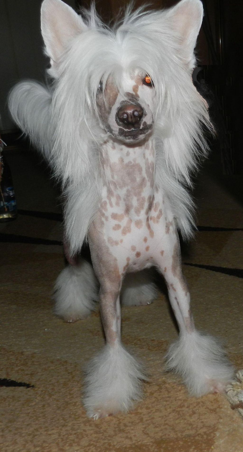 Legion Of Dream Favorite Of Fortune