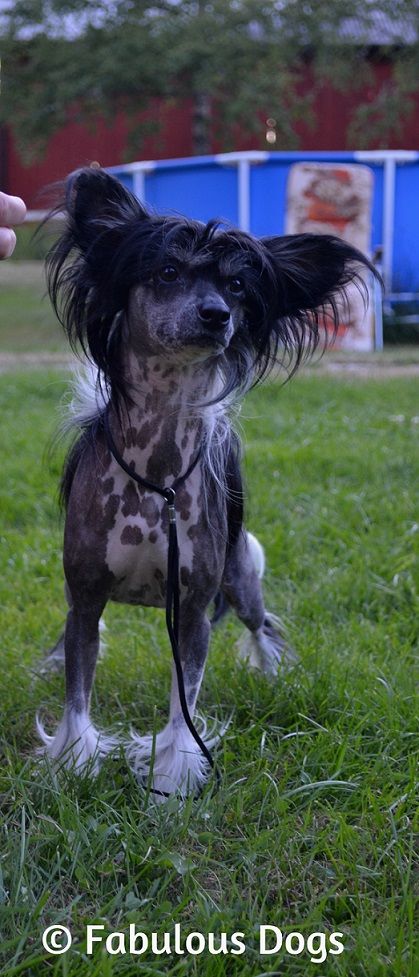 Fabulous Dogs Never Say Never