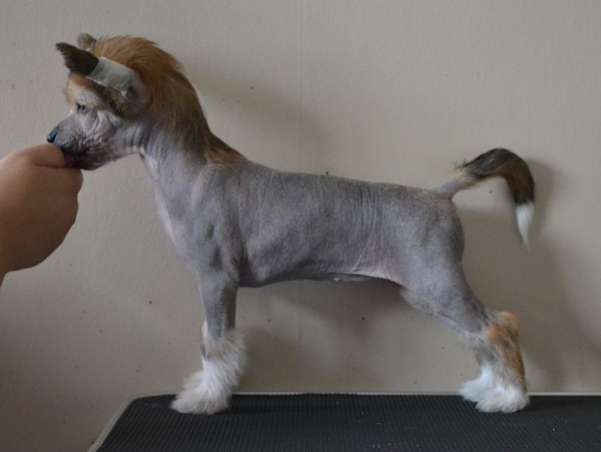 Fabulous Dogs Somebody To Love