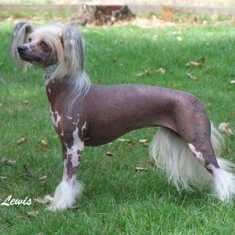 Jhanchi Play The Game  3 C.c.s 5 R.c.c.