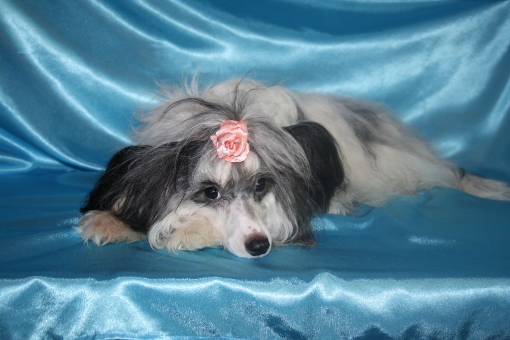 Veritable Treasure  Iz Penza Grada 