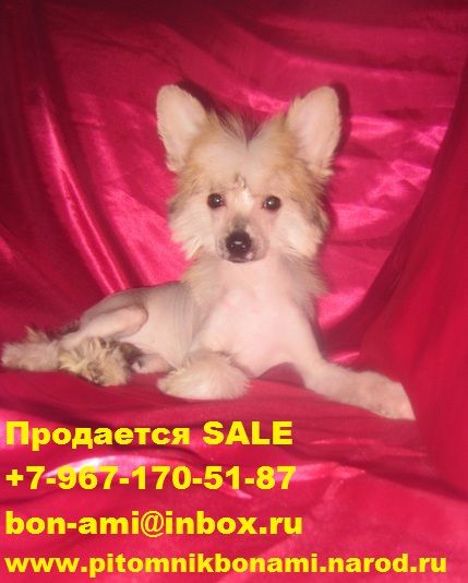 Dalayya spark Happiness