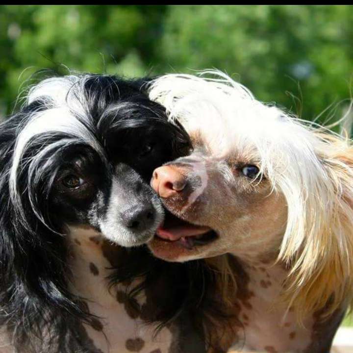 Tournais The Evil Twin Goes Good