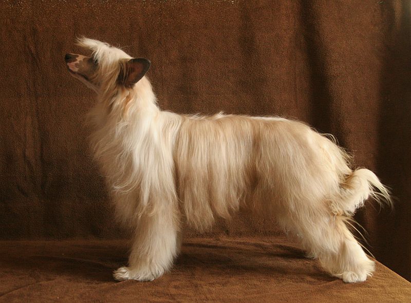 Magnus Staff Daddy Puff