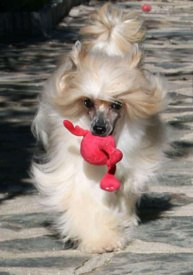 Multi CH, Multi JCH Magnus Staff Dolce Vita