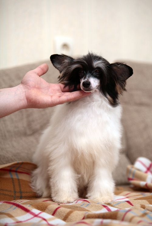 Fabeltier  Flying High