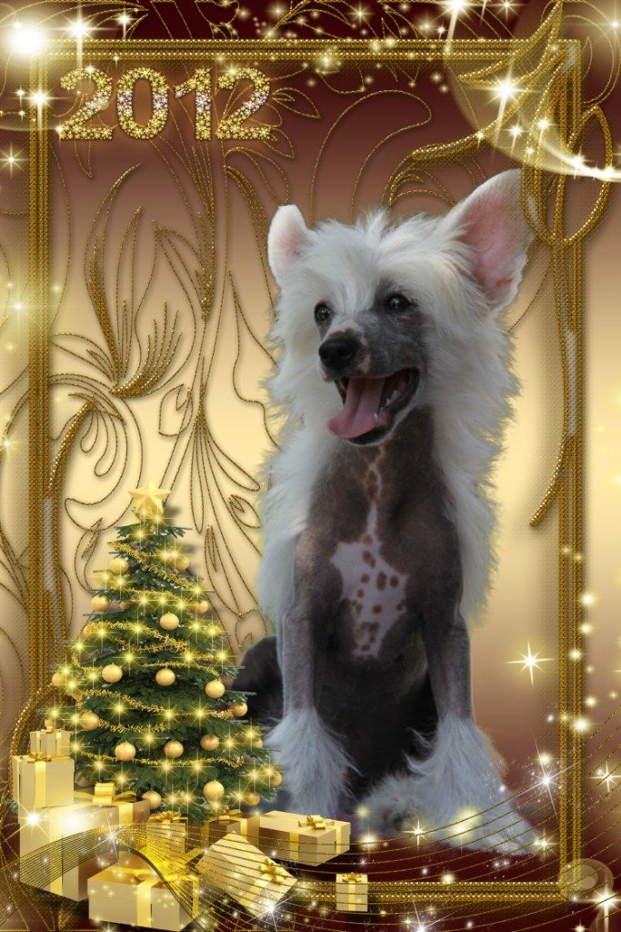 Zheneva-Debjut Bismark