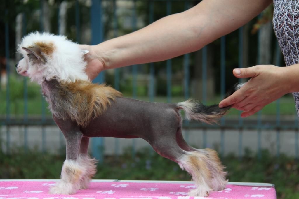 Zheneva-Debjut Beatriche