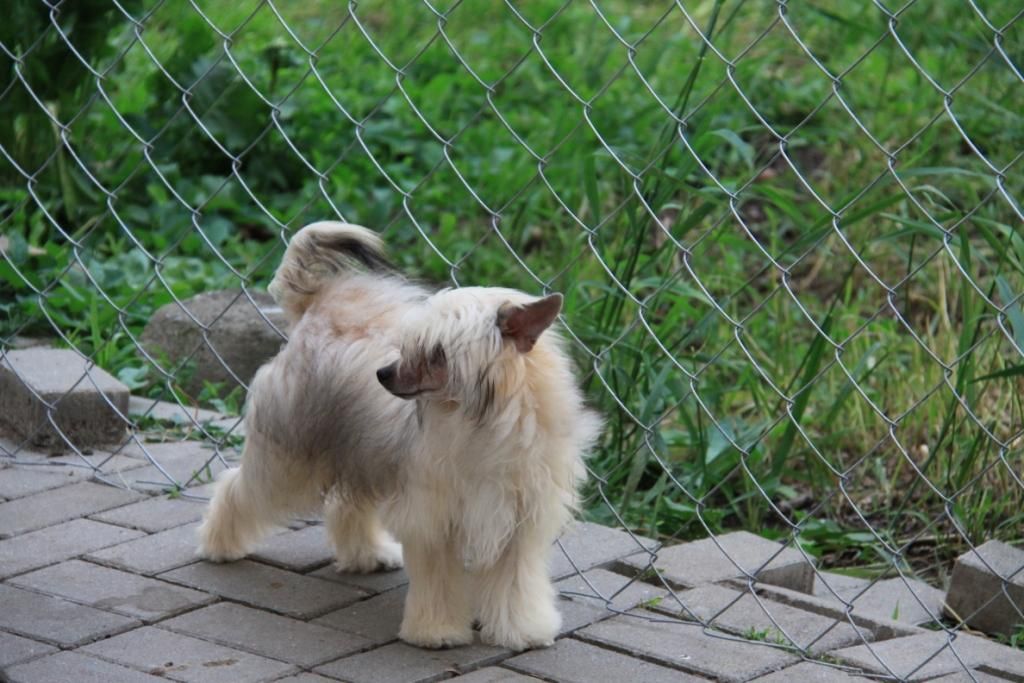 Zheneva-Debjut Melisenta