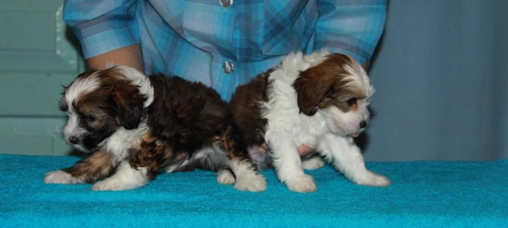 Zheneva-Debjut Sandi