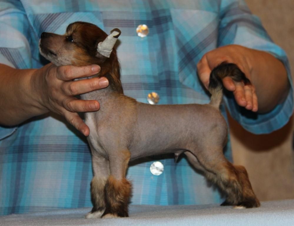 Zheneva-Debjut Todes