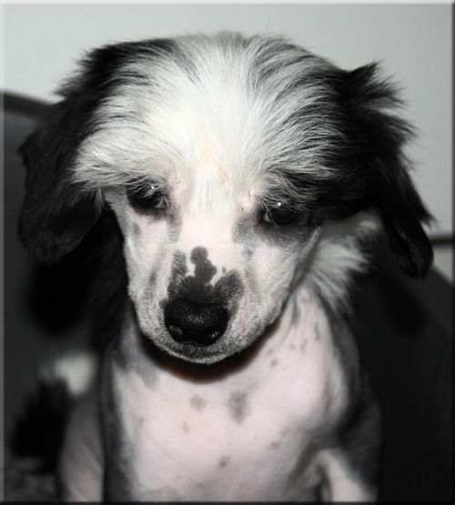 Marachinos Quarcio Du Chene