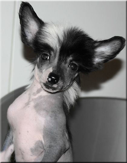 Marachinos Quick Angel