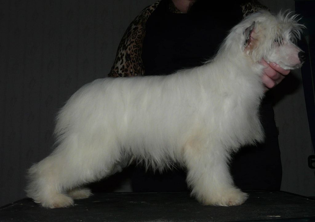 Royalgift White Shadow