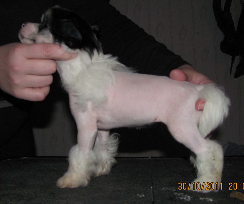 Royalgift Cherry Amour