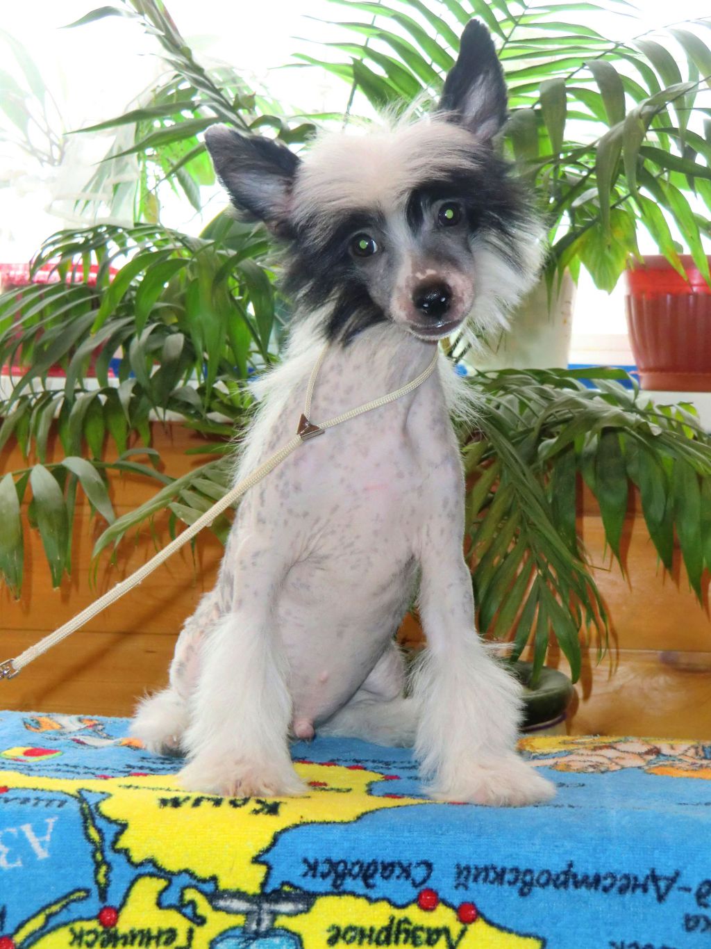 Baikal Dream Ayaks Ultimate