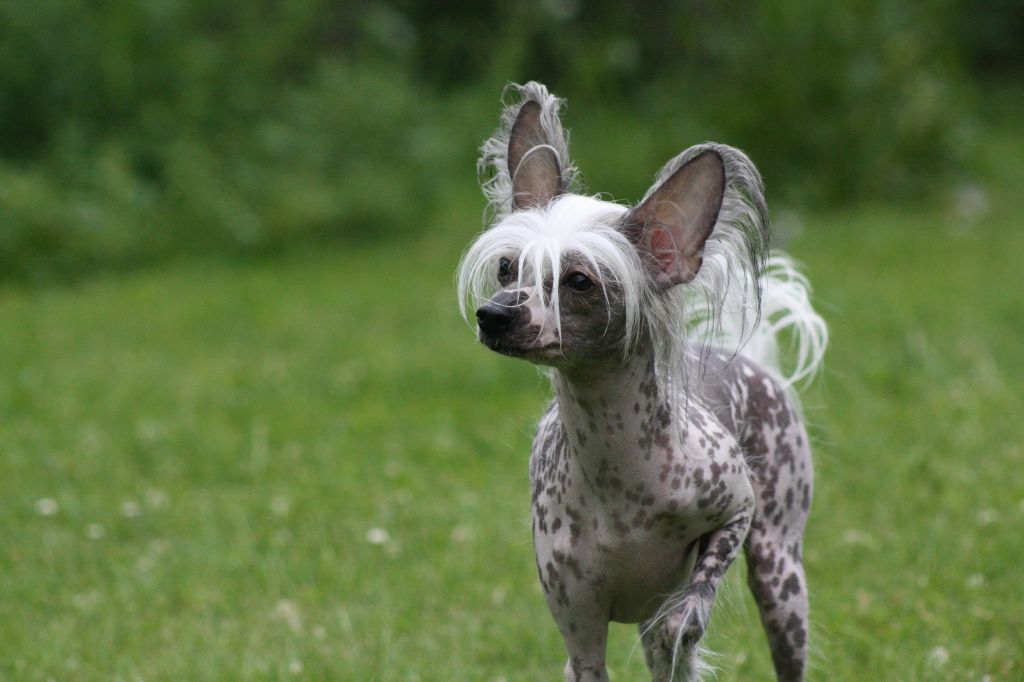 Lyckoskogens Gård Ascylla