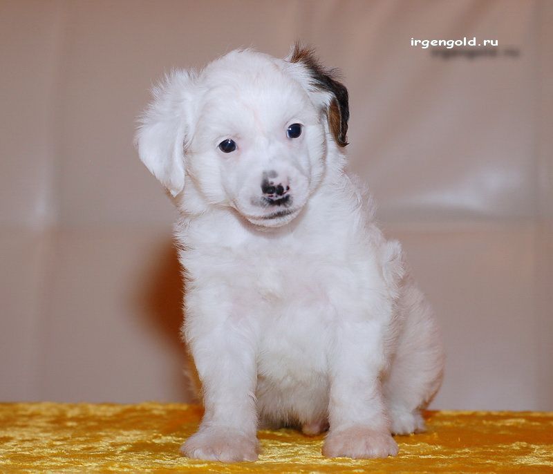 Irgen Gold Chin-Chin