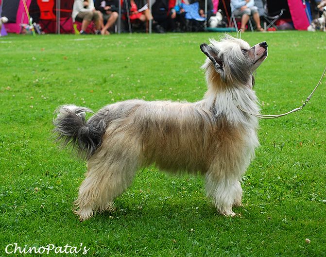 Chinese Flowers  Arabella