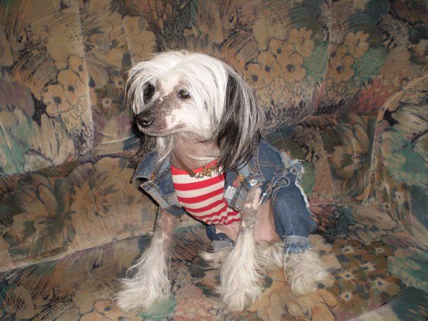 Darsi Gercoginya Bellatrissa