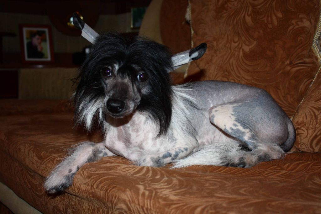 Angliyskaya Koroleva Zarista