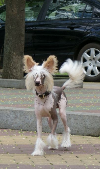 Tsion Issachar Tsong