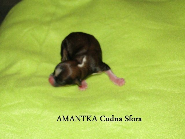 Amantka Cudna Sfora