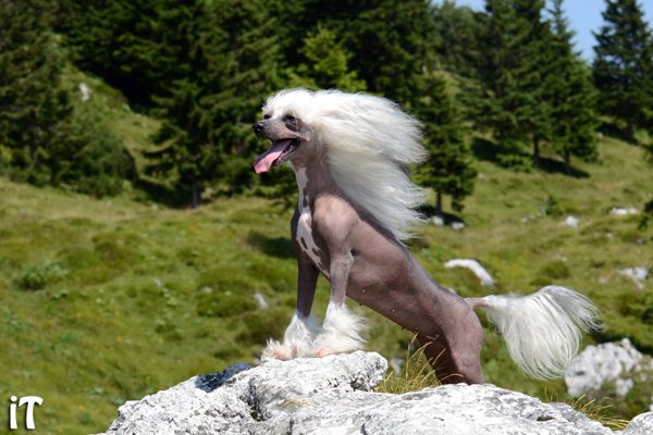 Have It Your Way of Angel's Legacy