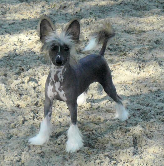 Kit CarsonTop Model De Rama