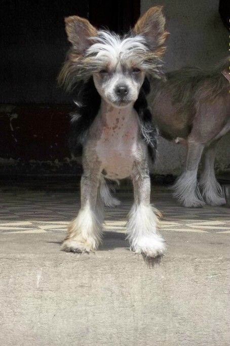 Puha - Luxus Porcelán Gigantika